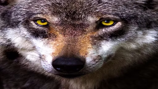 孤狼模式 (Lone Wolf Mode)