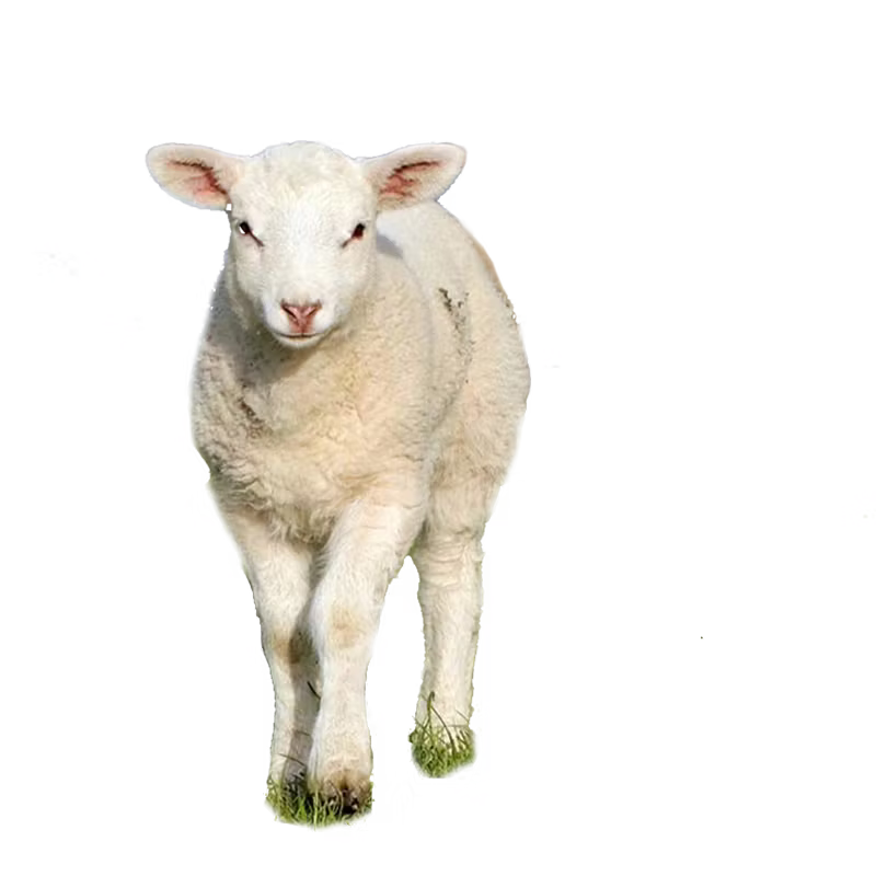 TJ的新法术 (TJ’s new spell)