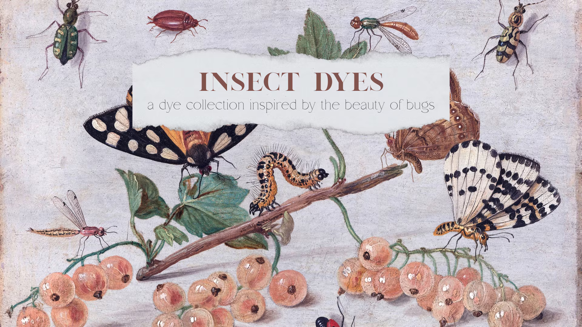 昆虫染料 (Insect Dyes)