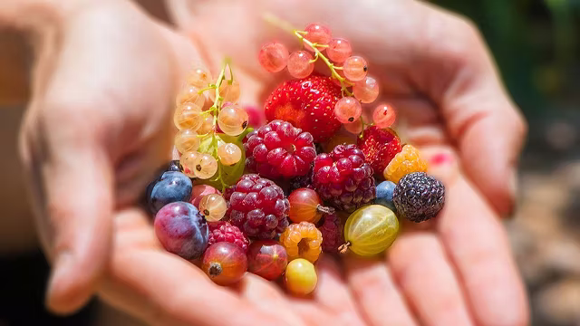 改进的好果子 (P8) (Improved Goodberry (P8))